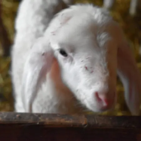 팜스테이 Nockhof 인스브루크