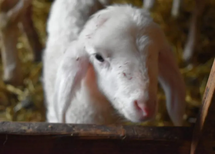 Vakantieboerderij Nockhof Innsbruck